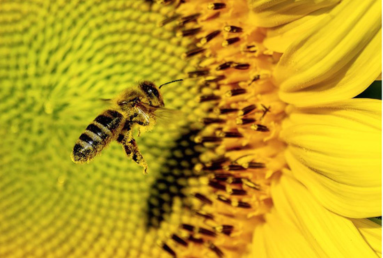 لقطات بديعة للطيور فى الطبيعة (3)