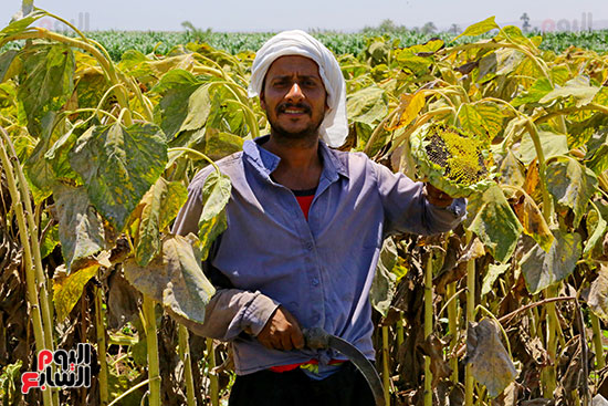 فرحة الحصاد فرحة الحصاد