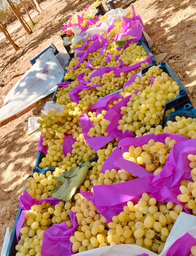 محصول العنب فى الغربية محصول العنب فى الغربية