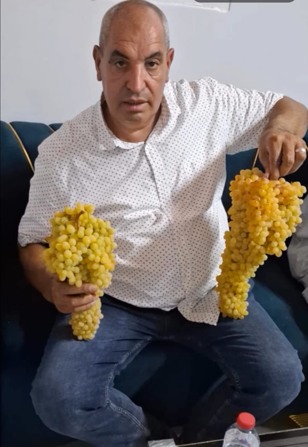 محصول العنب محصول العنب