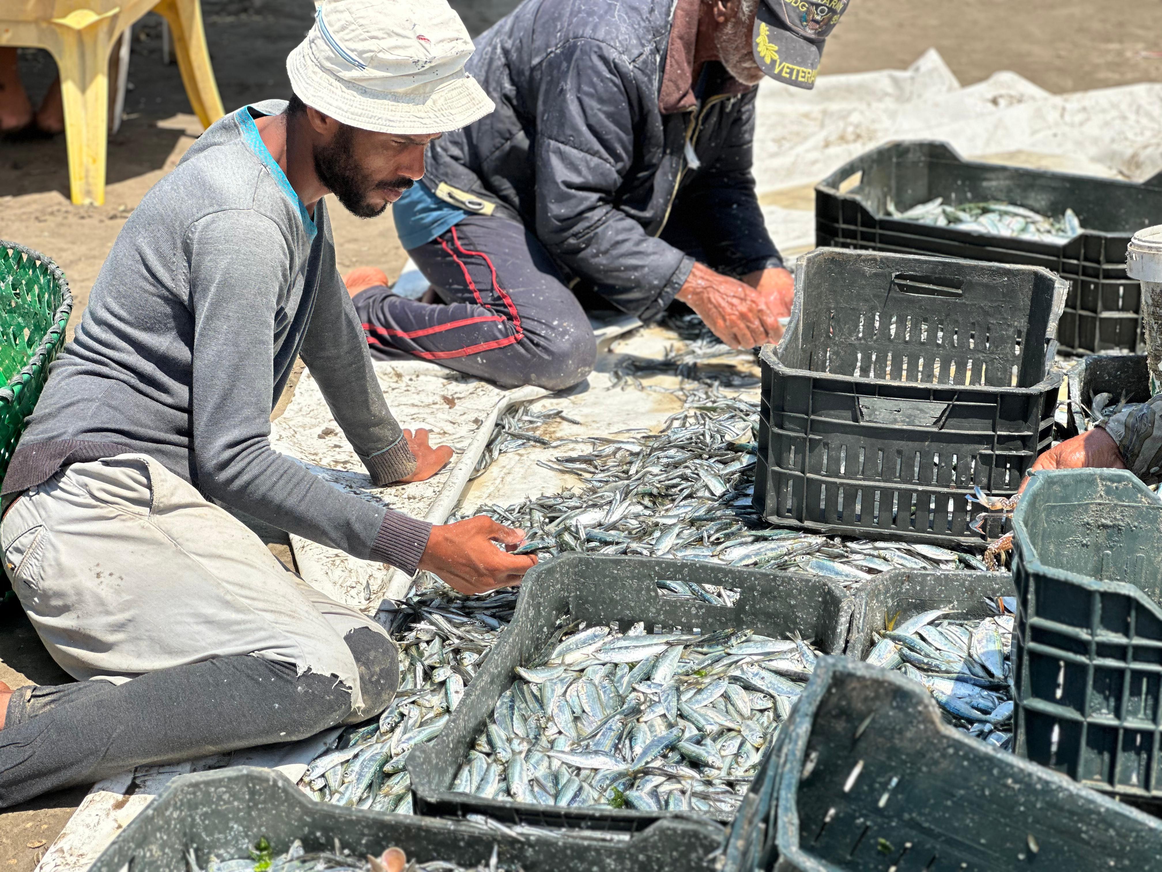 الفرز للاسماك