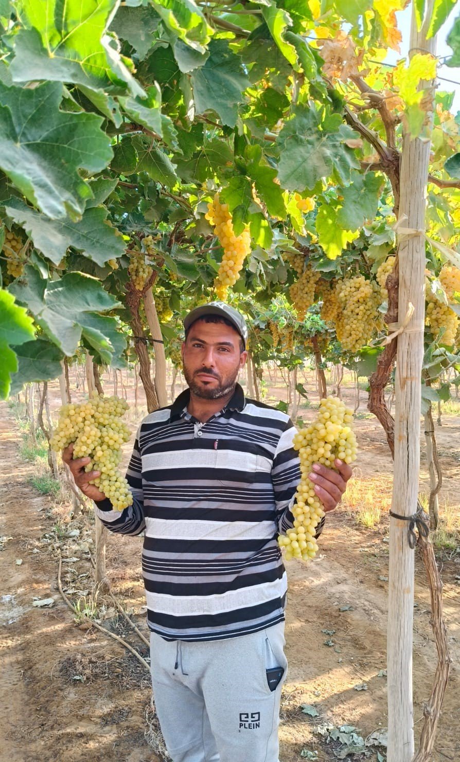 محصول العنب الصحراوي محصول العنب الصحراوي