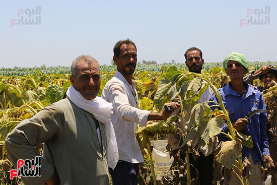 بوم حصاد عباد الشمس بوم حصاد عباد الشمس
