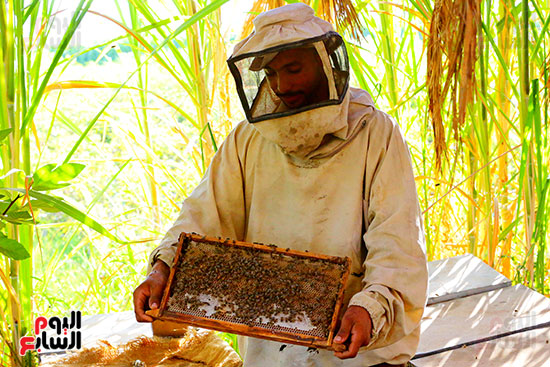 عسل النحل (7)