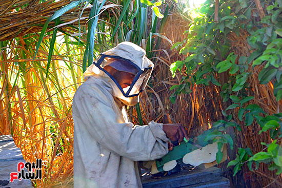 عسل النحل (20)