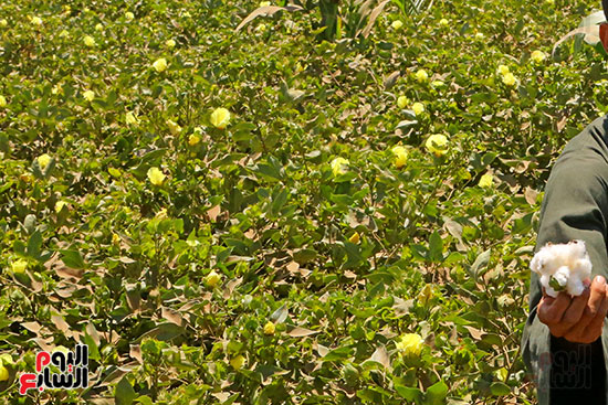 من غيط القطن إلى منحل العسل