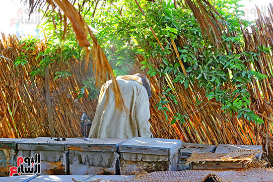 عسل النحل (17)