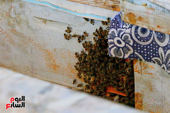 عسل النحل (3)