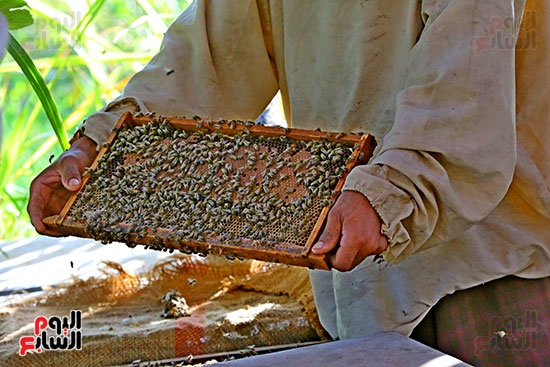 عسل النحل (13)
