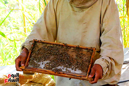 عسل النحل (8)
