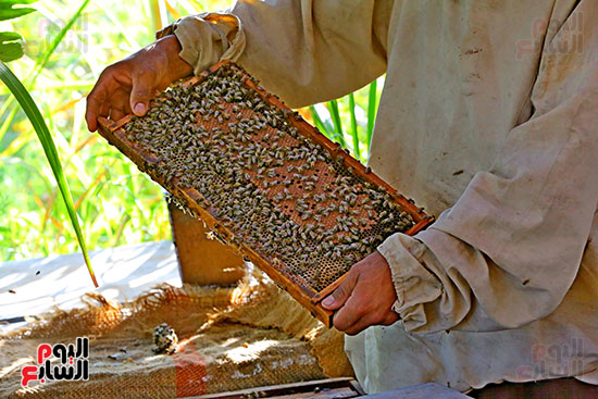 عسل النحل (12)