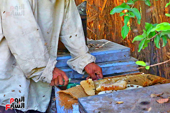 عسل النحل (24)