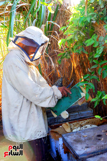 عسل النحل (23)