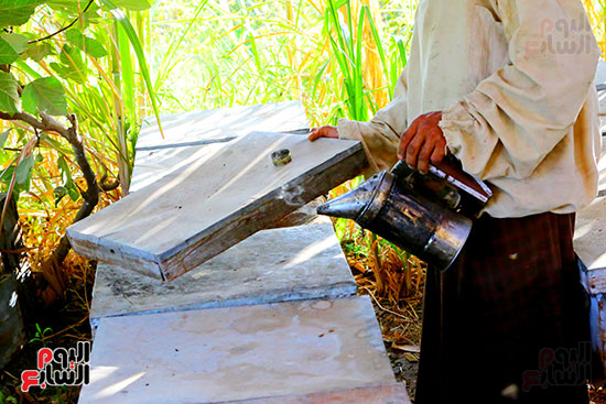 عسل النحل (4)