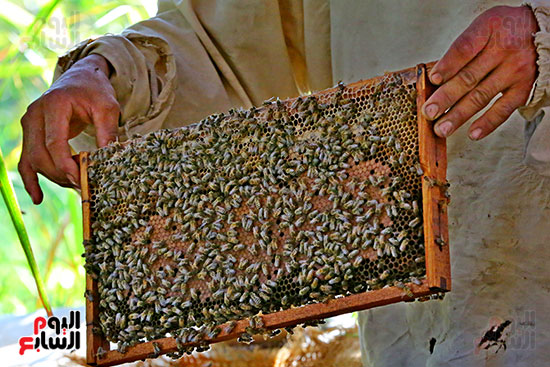 عسل النحل (15)