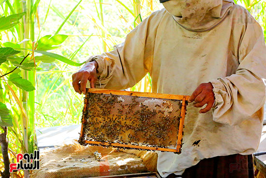 عسل النحل (1)