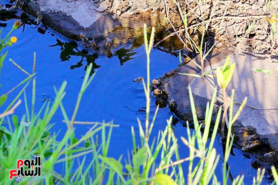 عسل النحل (2)