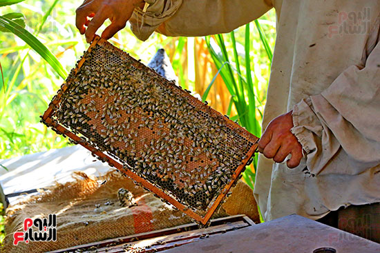 عسل النحل (10)