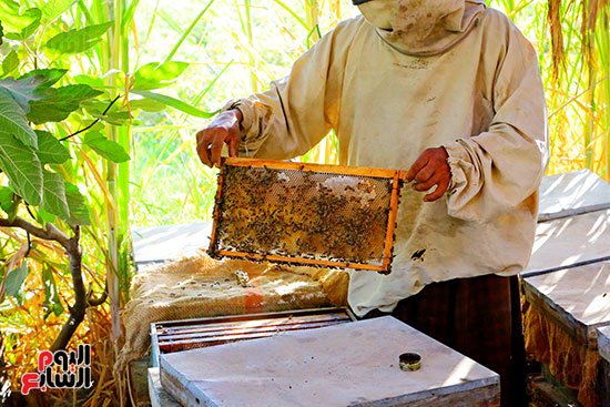 عسل النحل (6)