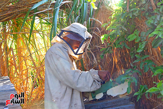 عسل النحل (19)