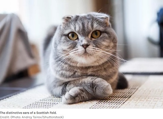 القط الاسكتلندي المطوي