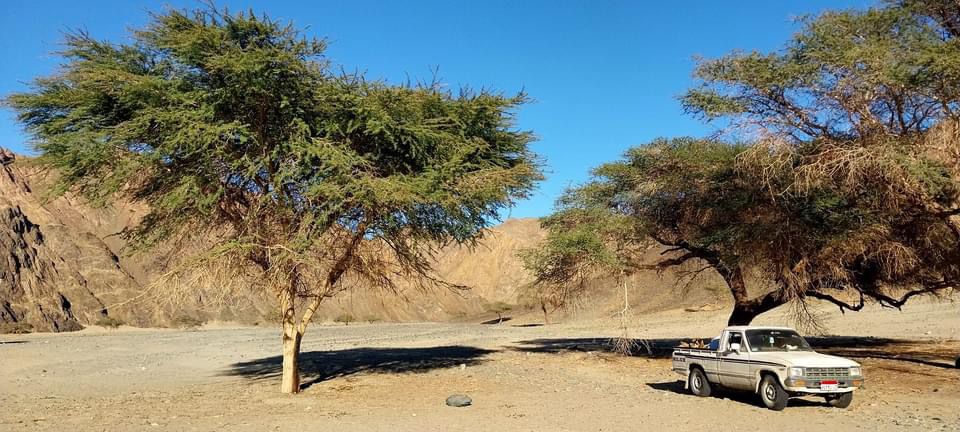 أشجار الاكاسيا المنتشرة بوادى حلوس 