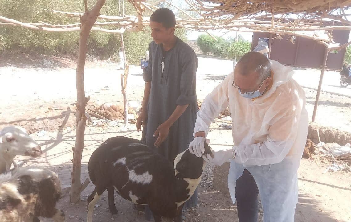 فحص الأغنام والماشية لحمايتها من الأمراض الوبائية فحص الأغنام والماشية لحمايتها من الأمراض الوبائية
