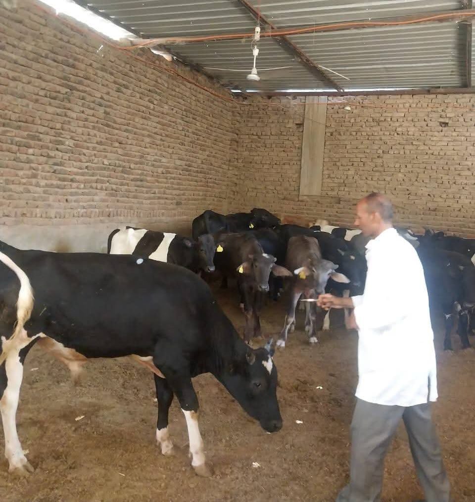 مديرية الطب البيطري بالأقصر تعلن حصاد دعم وحماية الثروة الحيوانية مديرية الطب البيطري بالأقصر تعلن حصاد دعم وحماية الثروة الحيوانية