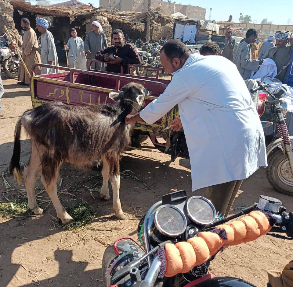 بيطرى الأقصر تفحص وتحصن الماشية في الأسواق الأسبوعية ضد الأمراض بيطرى الأقصر تفحص وتحصن الماشية في الأسواق الأسبوعية ضد الأمراض