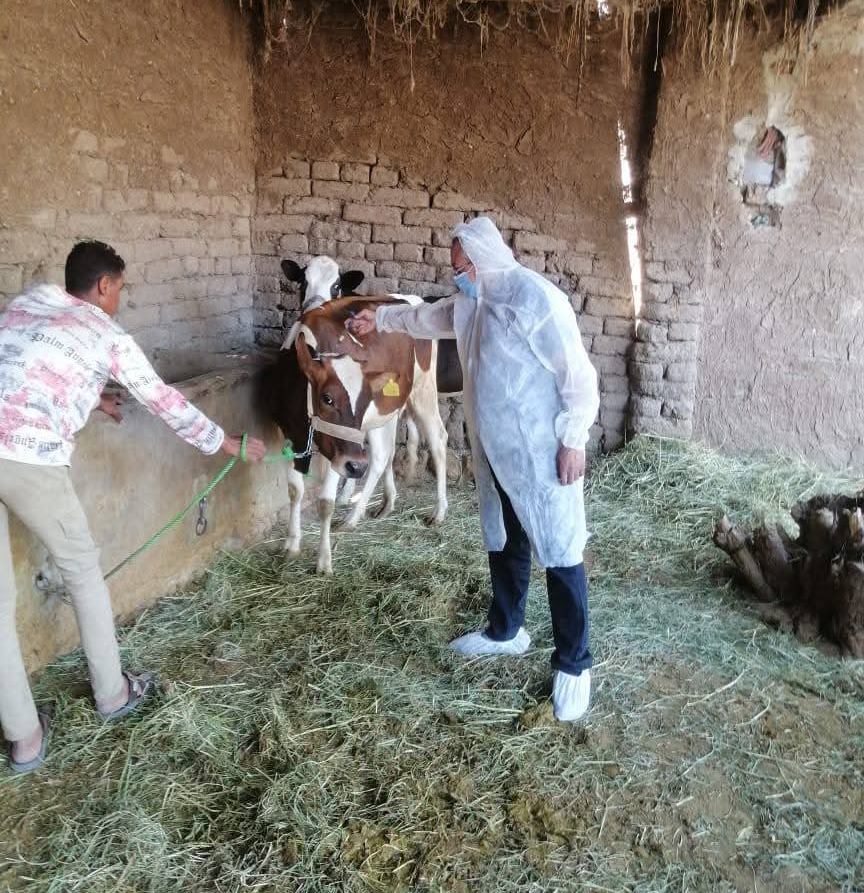 عمليات تحصين الماشية لحمايتها من الأمراض الوبائية عمليات تحصين الماشية لحمايتها من الأمراض الوبائية