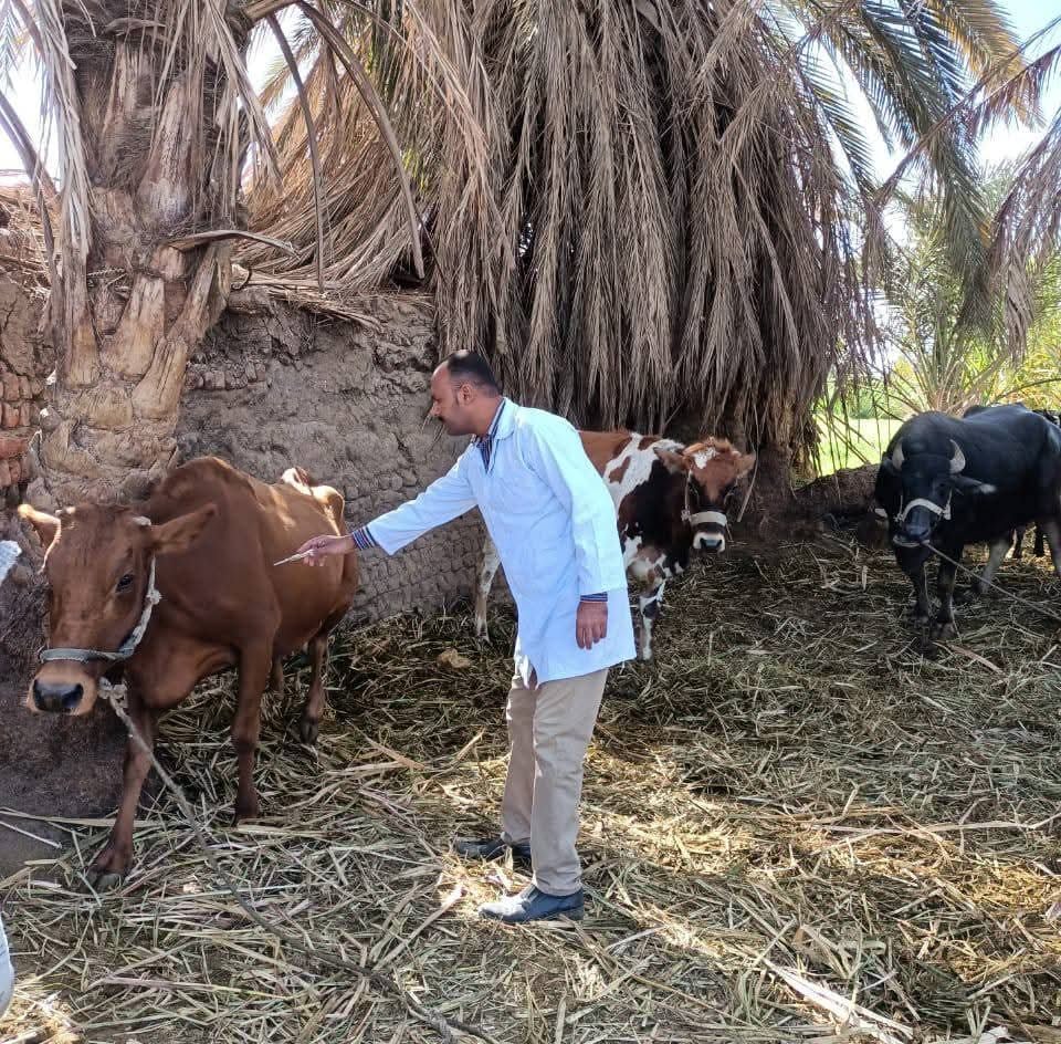 جانب من عمليات تحصين الماشية بالقرى والنجوع جانب من عمليات تحصين الماشية بالقرى والنجوع