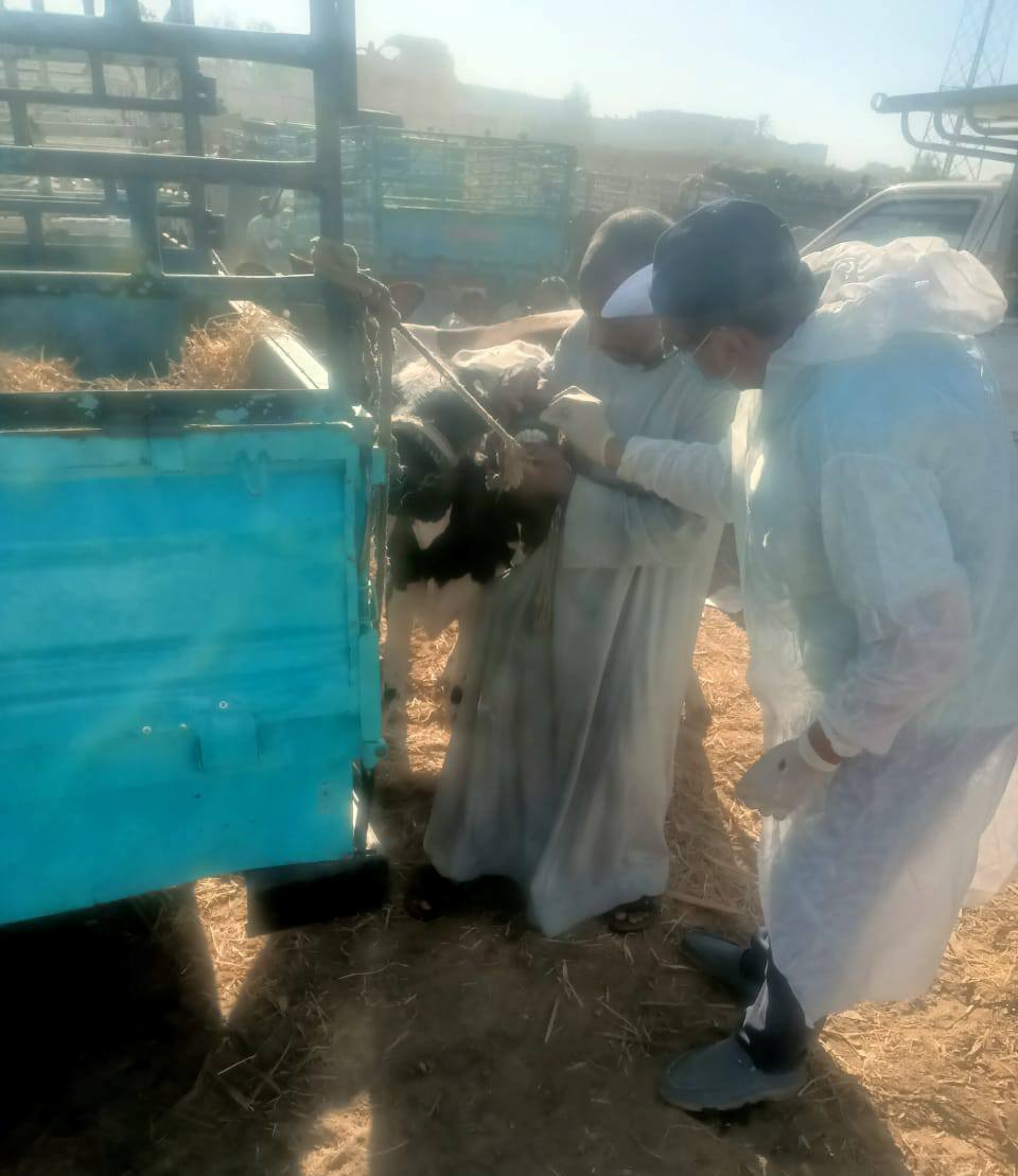فحص وتحصن الماشية في الأسواق الأسبوعية ضد الأمراض بالأقصر فحص وتحصن الماشية في الأسواق الأسبوعية ضد الأمراض بالأقصر