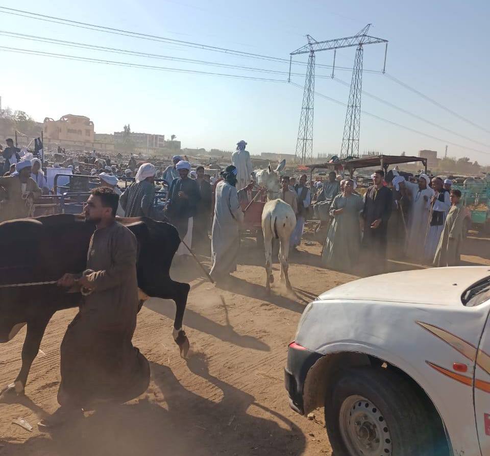 عمليات فحص وتحصن الماشية في الأسواق الأسبوعية ضد الأمراض الوبائية عمليات فحص وتحصن الماشية في الأسواق الأسبوعية ضد الأمراض الوبائية