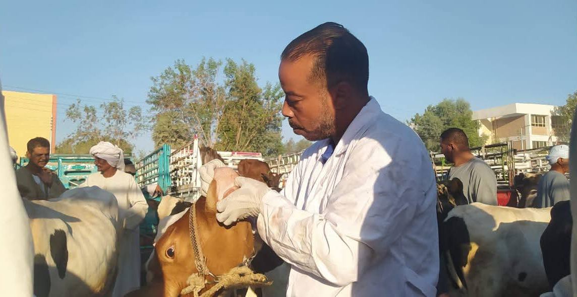 الإنتهاء من تحصين 32240 رأس من الحيوانات ضد الأمراض الوبائية الإنتهاء من تحصين 32240 رأس من الحيوانات ضد الأمراض الوبائية