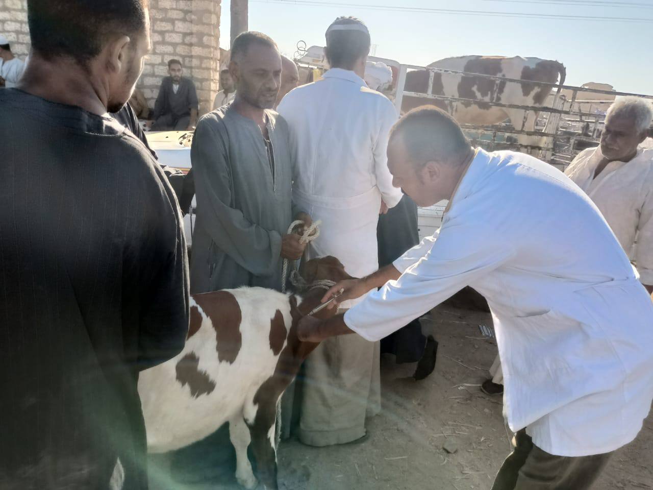فحص وتحصن الماشية في الأسواق الأسبوعية ضد الأمراض الوبائية فحص وتحصن الماشية في الأسواق الأسبوعية ضد الأمراض الوبائية