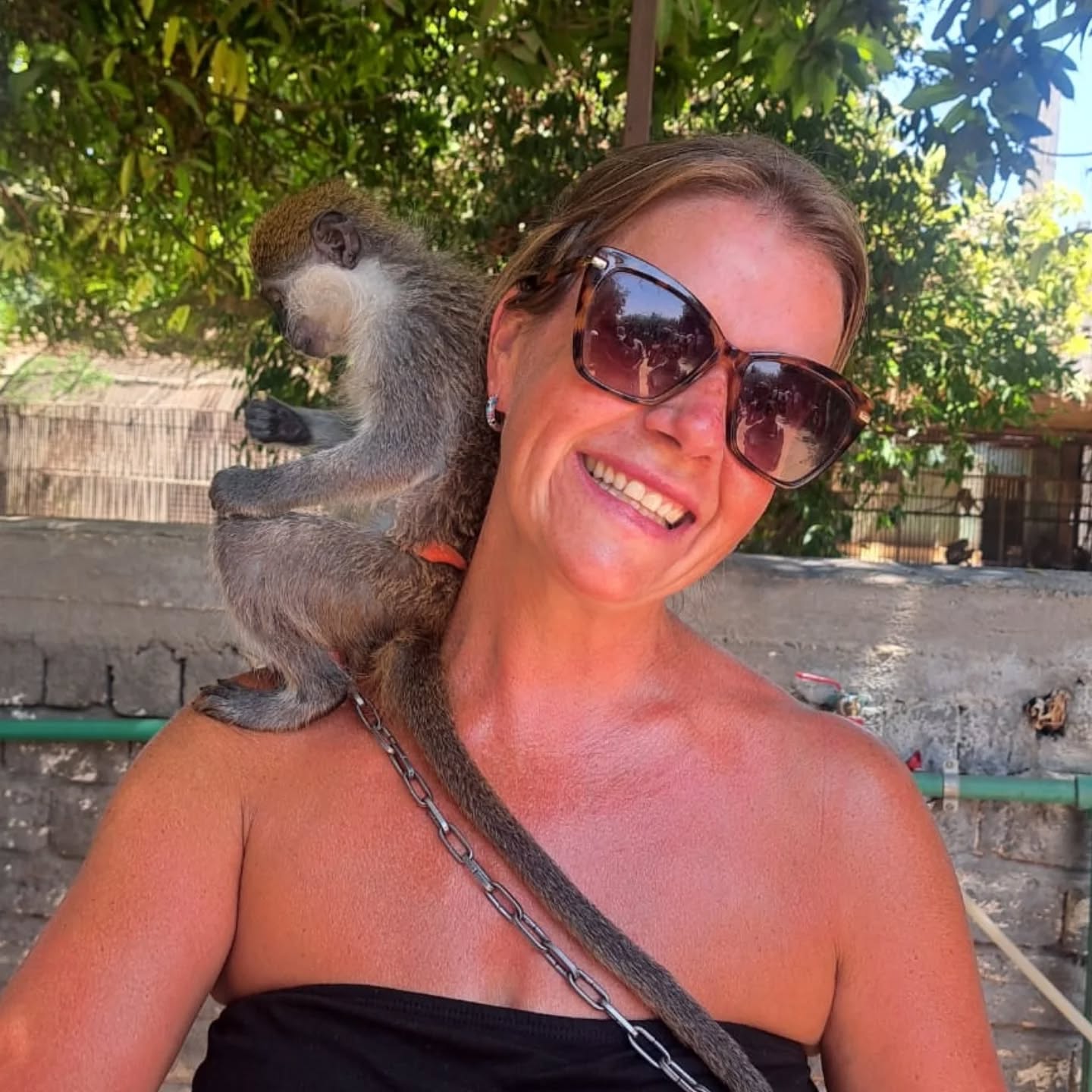 بهجة الأجانب خلال اللهو مع القرود بجزيرة الموز