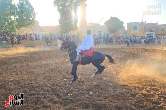 صينية-الخيول-فى-المولد-النبوى-بمنشأة-العمارى صينية-الخيول-فى-المولد-النبوى-بمنشأة-العمارى