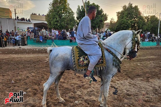 شاب-يشارك-بالخيل-فى-ليالي-المولد-النبوى شاب-يشارك-بالخيل-فى-ليالي-المولد-النبوى