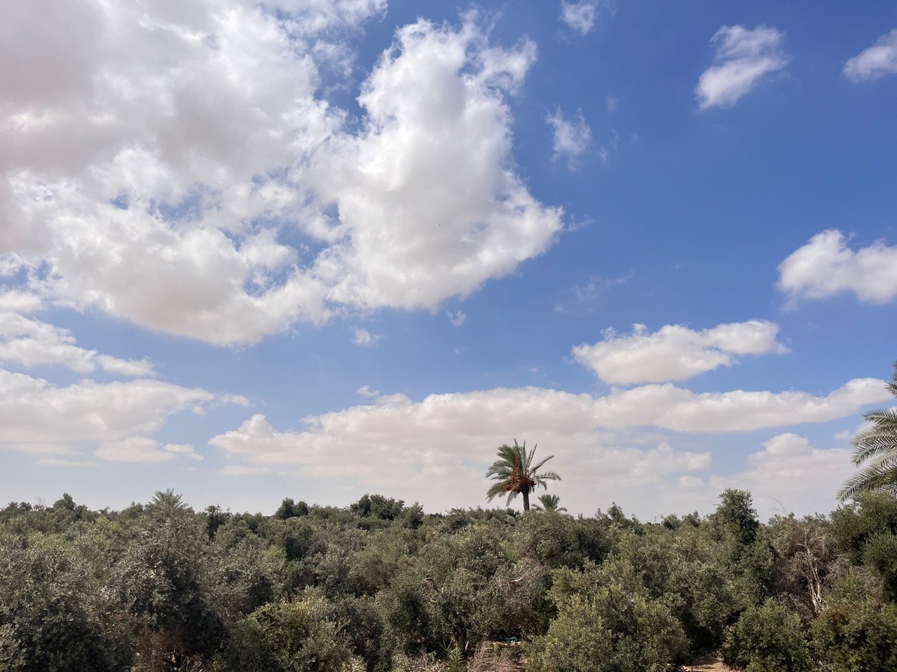 النخيل يعانق الذيتون النخيل يعانق الذيتون