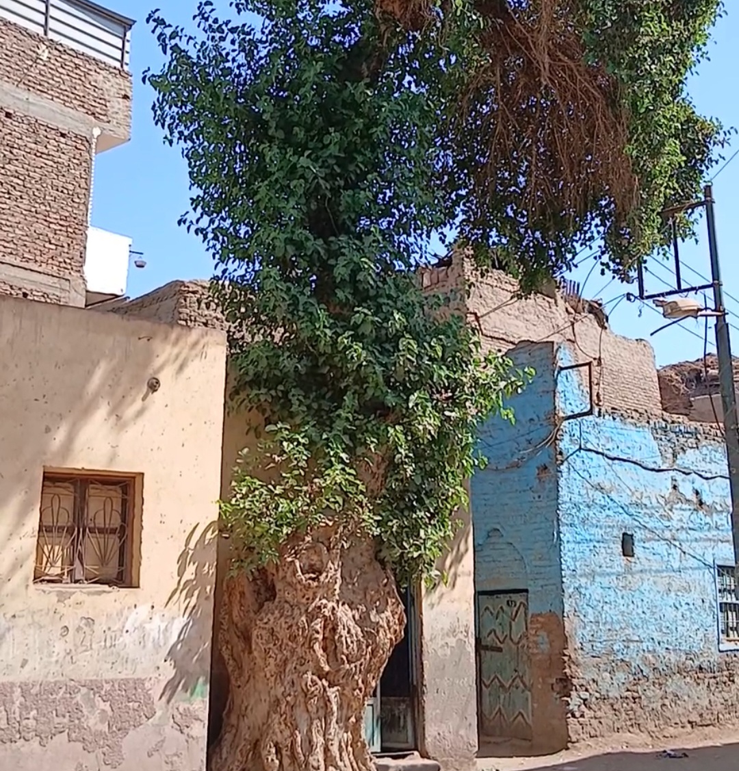 _شجرة الشيخ الحساني بقنا