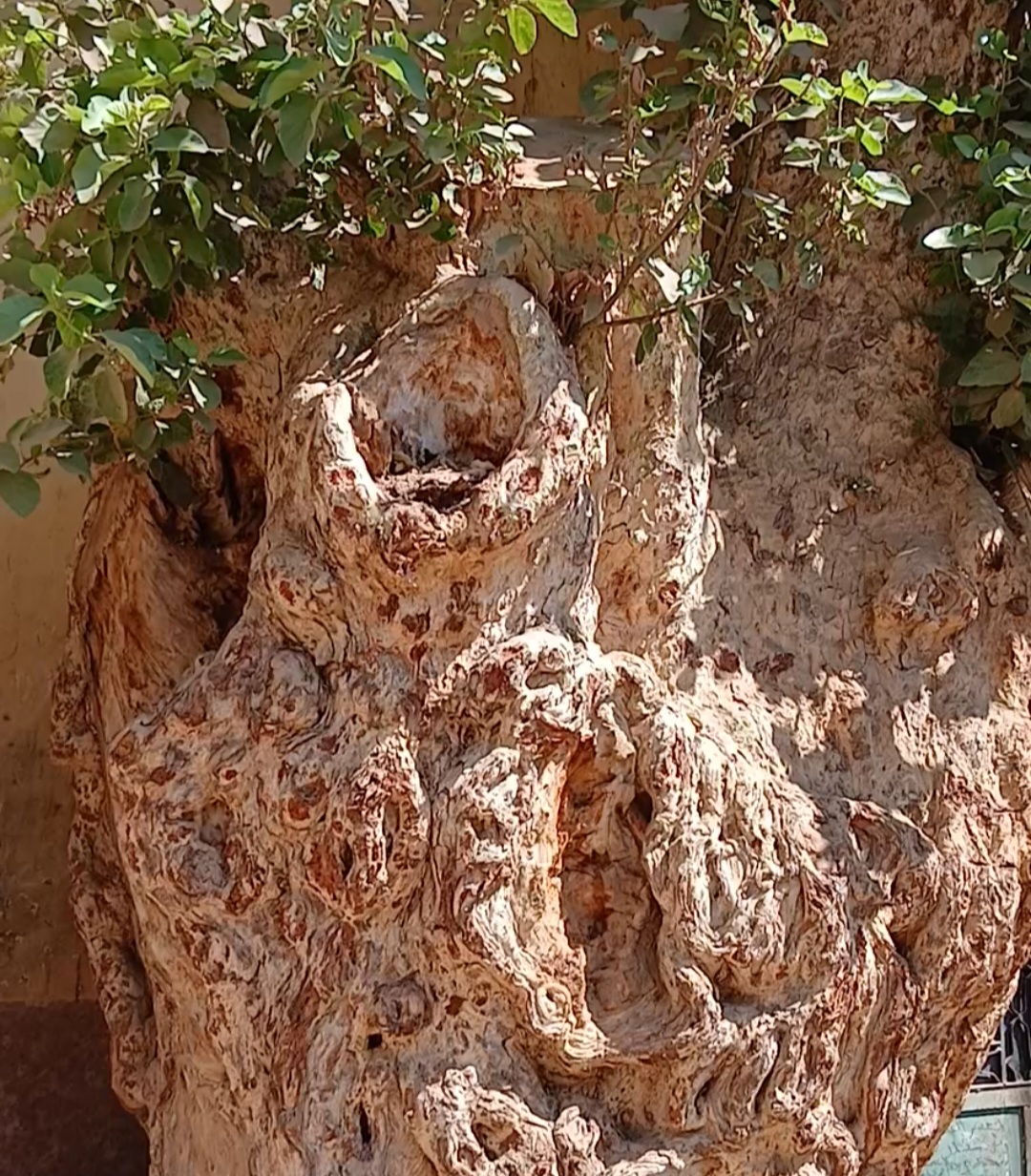 _شجرة جميزة معمرة بقنا