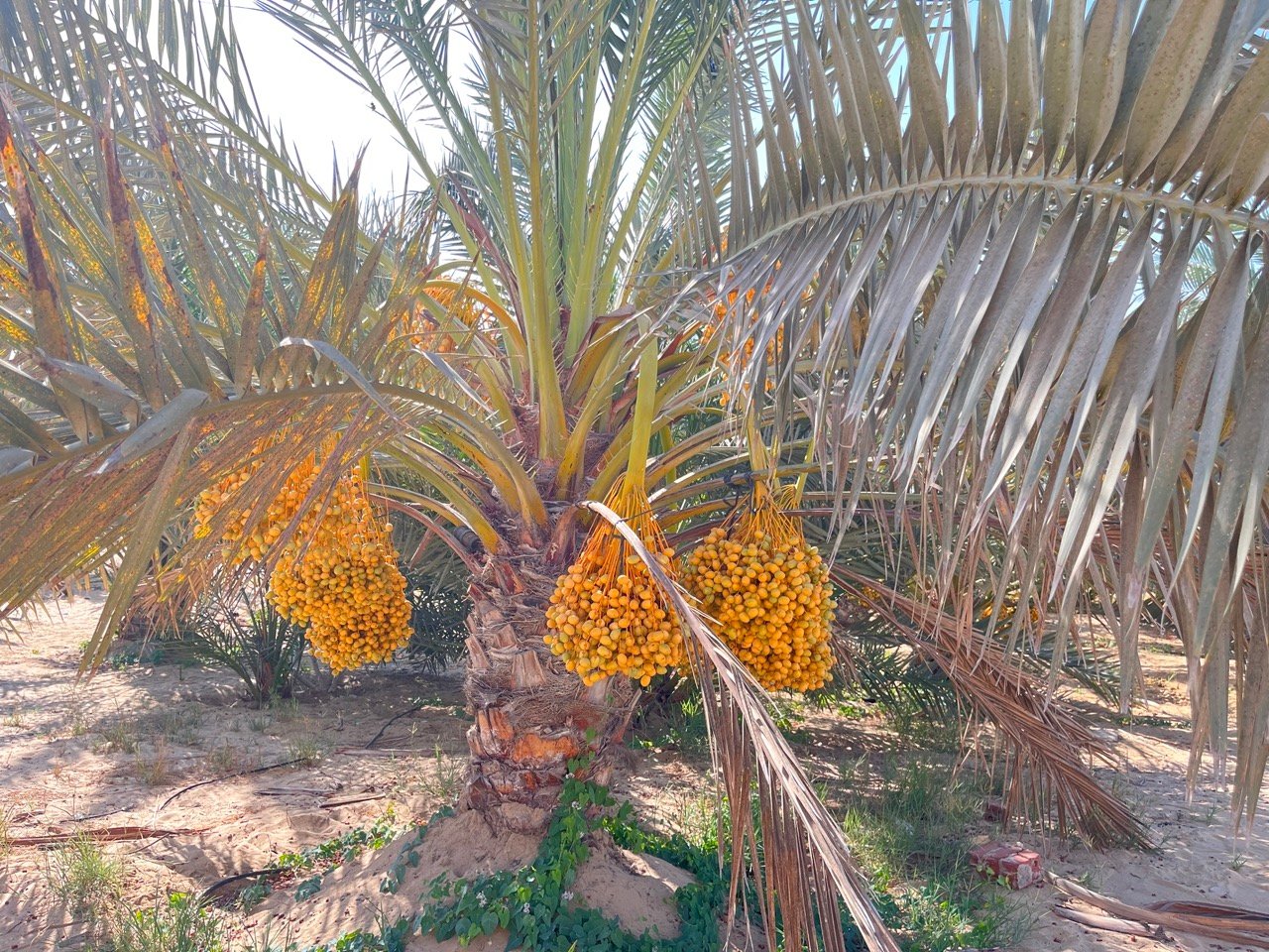 زراعة نخيل البارحي زراعة نخيل البارحي