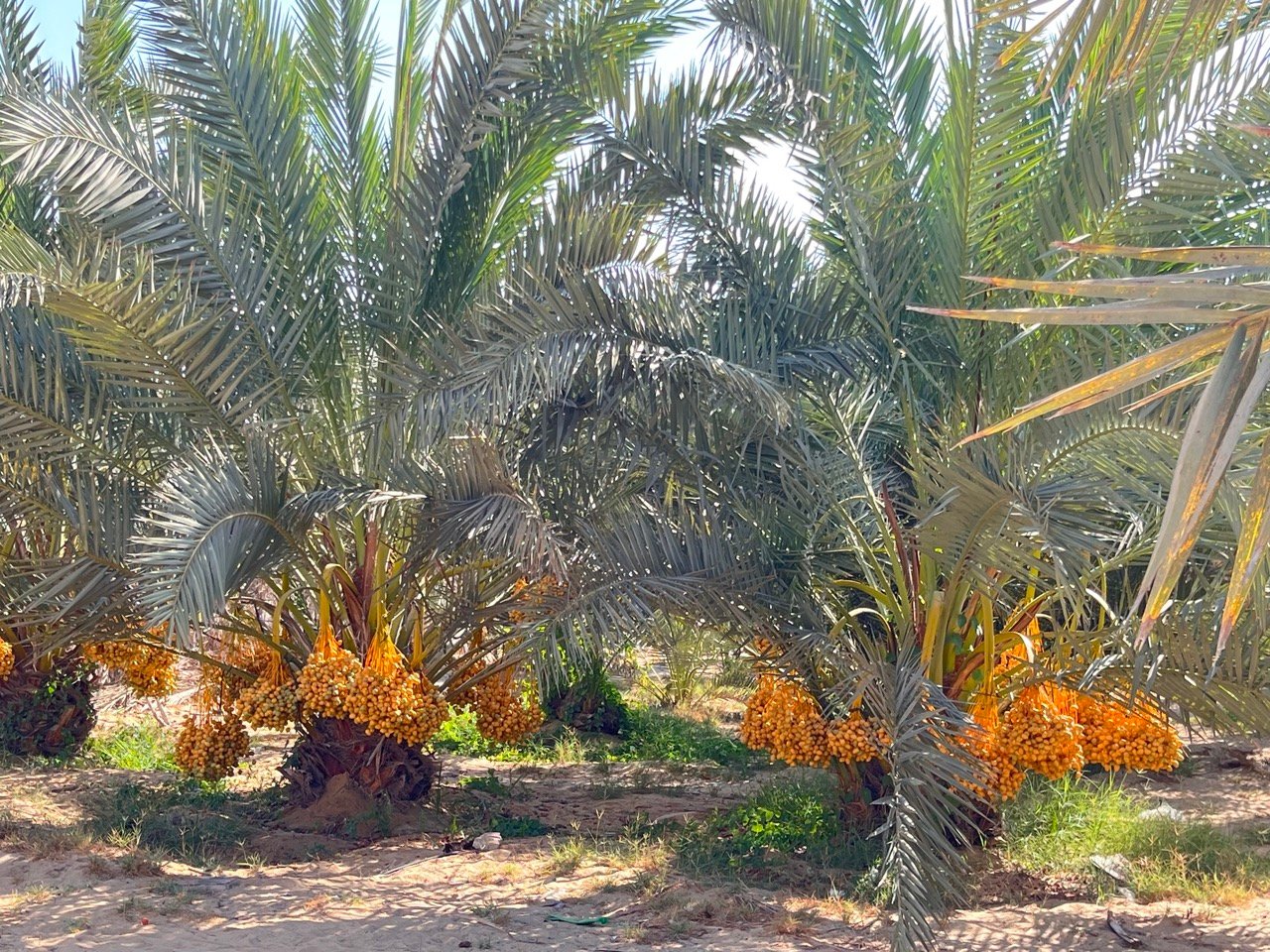 مزارع النخيل الحديثة مزارع النخيل الحديثة