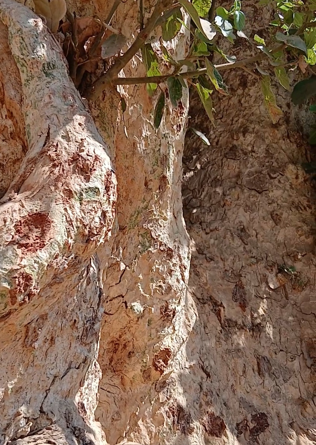 _أماكن نزول السائل منها