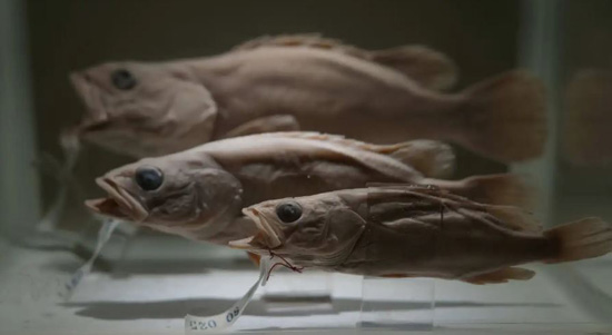  بتربية حيوانات نادرة ومهددة بالانقراض في أطول نهر في الصين (7)