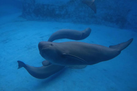  بتربية حيوانات نادرة ومهددة بالانقراض في أطول نهر في الصين (2)