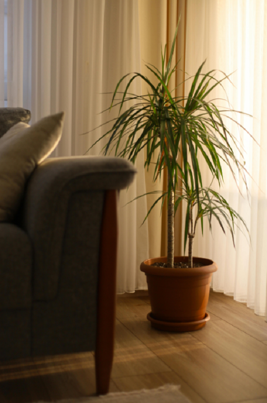 نبات الدراسينا