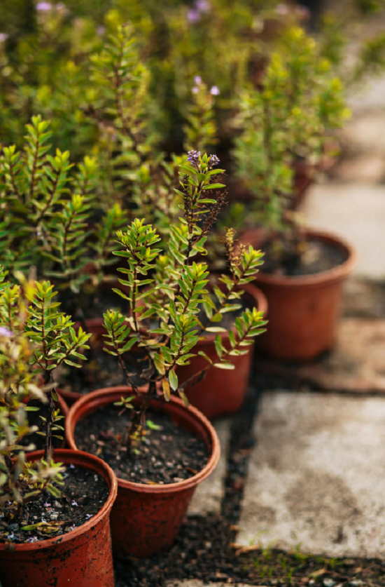 نبات إكليل الجبل