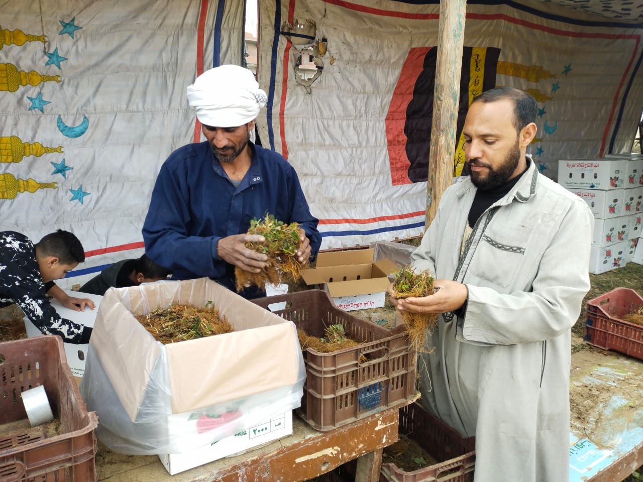 تعبئة الشتلات_2