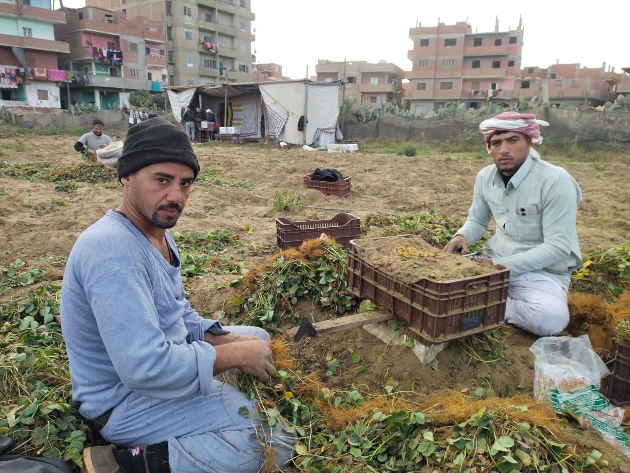 انتاج شتلات الفراولة